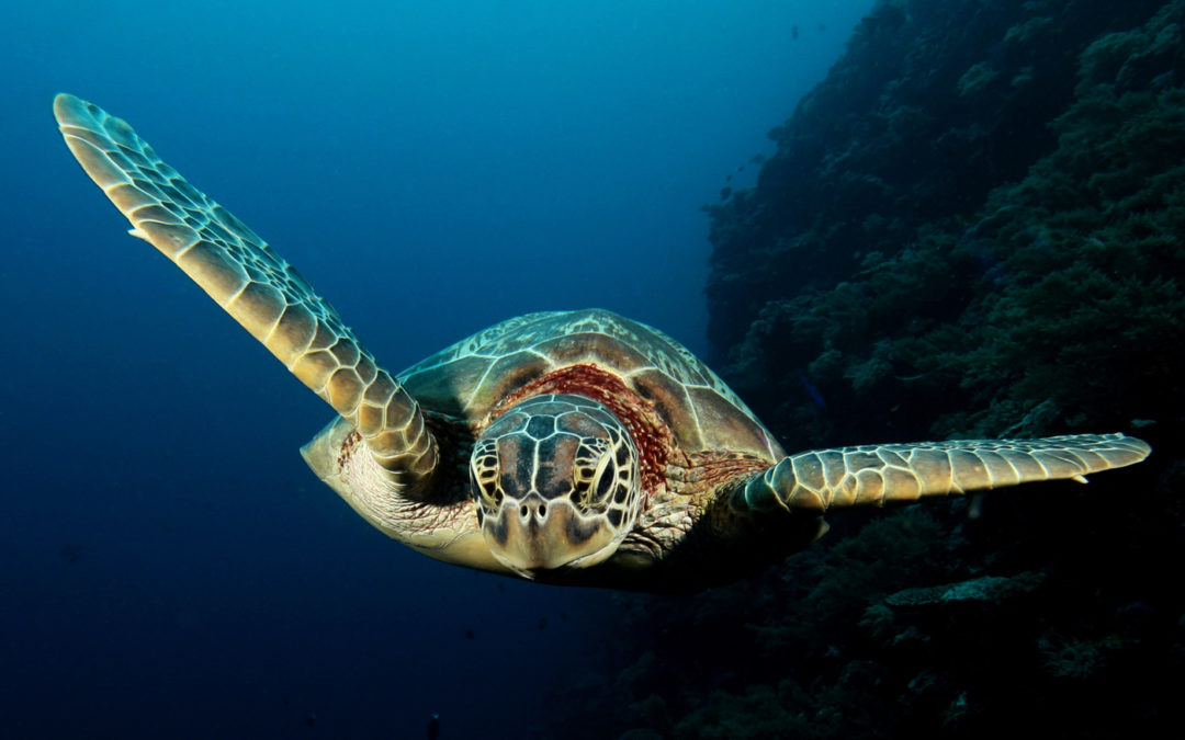 Palau
